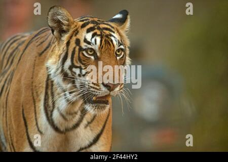 Royal Bengal Tiger genannt Arrowhead, Ranthambore National Park, Wildlife Sanctuary, Ranthambhore, Sawai Madhopur, Rajasthan, Indien, Asien Stockfoto