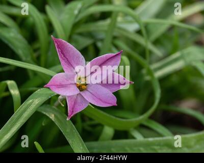 Eine Nahaufnahme einer einzelnen Blume des Rosa Ipheion uniflorum 'Charlotte Bishop' Stockfoto