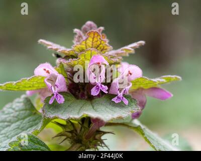 Eine Nahaufnahme der rosa Kapuzenblumen der Rote, tote Brennnessel Lamium pureum Stockfoto