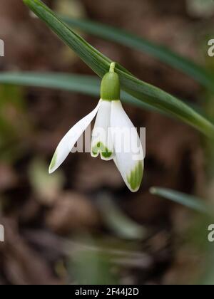 Eine Nahaufnahme einer einzigen Blume des Hybriden schneeglöckchen Galanthus Viridapice Stockfoto