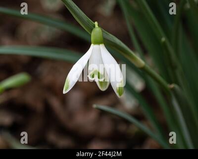 Eine Nahaufnahme einer einzigen Blume des Hybriden schneeglöckchen Galanthus Viridapice Stockfoto