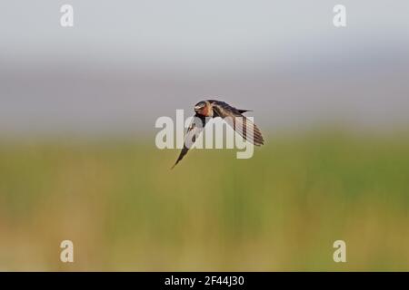 Cliff Swallow in Flight (Hirundo pyrrhonata) Klamath NWR Oregon, USA BI003327 Stockfoto