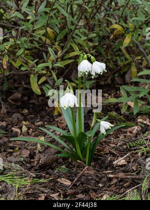 Ein kleiner Klumpen der frühen Schneeflocke Lecojum vernum zeigt Die weißen umsäumten grünen Laternen geformten Blüten Stockfoto