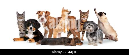 Gruppe von acht Katzen und Hunden isoliert auf weißem Hintergrund Stockfoto