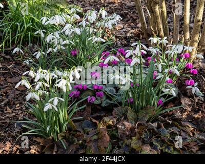 Eine Gruppe von Frühlingszwiebeln und Kormen, die in einem wachsen Schattige Ecke mit Schneeglöckchen und Cyclamen Stockfoto