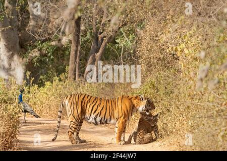 Royal Bengal Tigress mit Jungen sitzen, Ranthambore National Park, Wildlife Sanctuary, Sawai Madhopur, Rajasthan, Indien, Asien Stockfoto