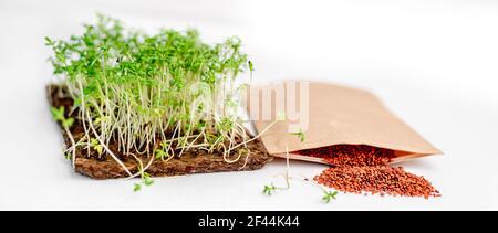 Flachs-Microgreens mit Samen Stockfoto