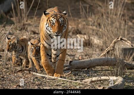 Königliche bengalische Tigerin mit zwei kleinen Jungen im Schlepptau, die sich im trockenen Buschwald des Ranthambore Tiger Reserve, Indien, nähern Stockfoto