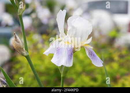 Iris Fliederblumen aus nächster Nähe im Garten. Zarte Frühlingsblumen auf einem verschwommenen grünen Hintergrund. Stimmungsvoller heller Hintergrund. Wachsende dekorative fl Stockfoto