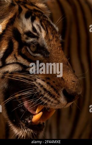 Royal Bengal Tiger Face, Ranthambore National Park, Wildlife Sanctuary, Sawai Madhopur, Rajasthan, Indien, Asien Stockfoto