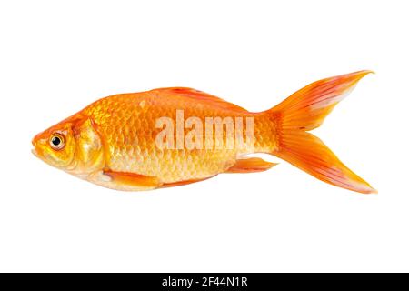 Goldfisch isoliert auf einem weißen Hintergrund. Stockfoto
