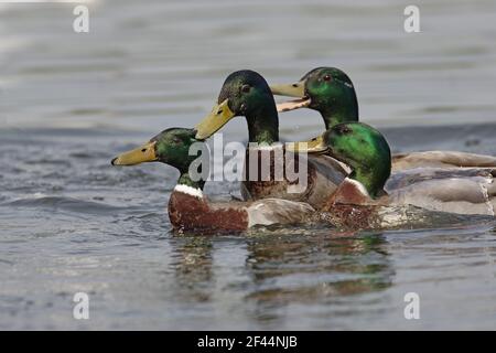 Mallard - Drakes Fighting Anas platyrhynchos Hertfordshire, Großbritannien BI009671 Stockfoto