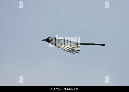 Elster - im Flug Pica Pica Hertfordshire, UK BI009695 Stockfoto