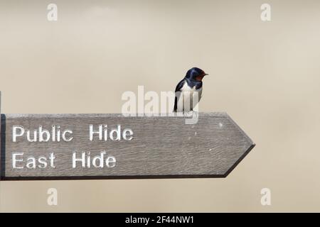 Swallow - sitzend auf Wegweisern Hirundo rustica Minsmere, Suffolk, UK BI009815 Stockfoto