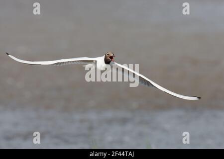 Black Headed Gull - calling in flightLarus ridibundus Minsmere RSPB Reserve Suffolk, UK BI011652 Stockfoto