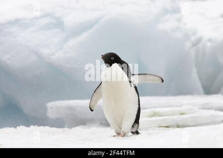 Adelie Penguin - auf Eisberg während schneit Pygoscelis Adeliae Browns Bluff Antarktis BI012347 Stockfoto