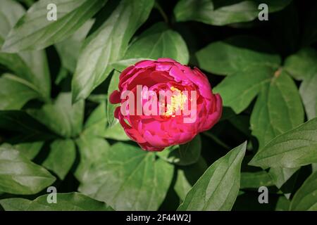 Rosa Pfingstrosen blühen im Garten, Frühling. Schöne saftige Frühlingsblumen Hintergrund. Ein Blumenbeet in hellem Sonnenlicht. Verschwommener Hintergrund der grünen Folia Stockfoto