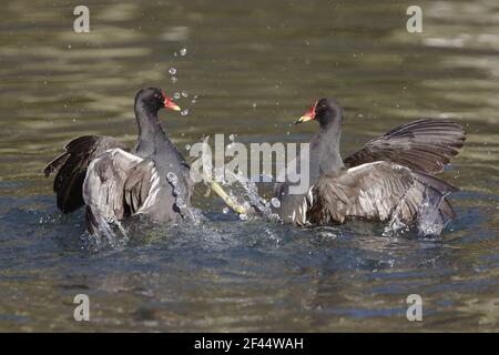 Teichhuhn - Fighting Gallinula Chloropus Sussex, UK BI015206 Stockfoto