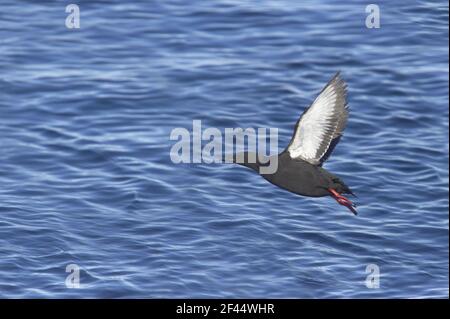 Schwarzen Guillemot - vom Meer Cepphus Grylle Svalbard (Spitzbergen) Norwegen BI016796 Stockfoto