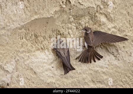 Sand Martin - beginnt, Nistloch im Sand auszugraben BankRiparia riparia Ungarn BI19826 Stockfoto