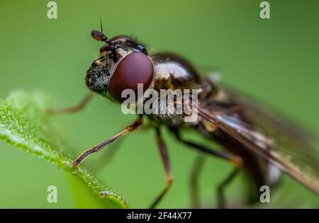Makroaufnahme einer Fliege auf einem Blatt im Garten Stockfoto