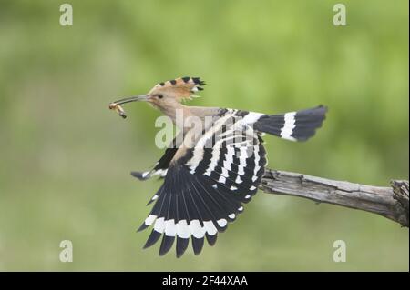 Wiedehopf - Abheben mit Futter für junge Upupa-Epops Ungarn BI019875 Stockfoto