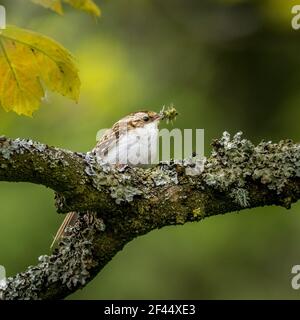 Baumkäfer (Certhia familiaris) mit Futter für die Küken Stockfoto