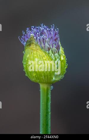 Allium Purple Blume im Frühling Stockfoto