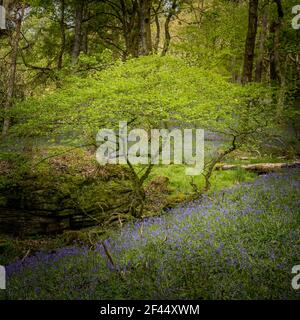 Bluebells (Hyacinthoides non-scripta) Hardcastle Crags ist ein bewaldeter Pennine Valley in West Yorkshire, England. Stockfoto