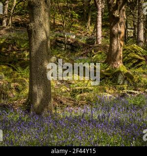 Bluebells (Hyacinthoides non-scripta) Hardcastle Crags ist ein bewaldeter Pennine Valley in West Yorkshire, England. Stockfoto