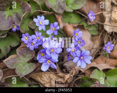 Violette Hepatica nobilis, erste Frühlingsblumen im verschwommenen Hintergrund der Natur. Leberblümchen oder Anemone hepatica, blaue Blüten, Nahaufnahme. Stockfoto