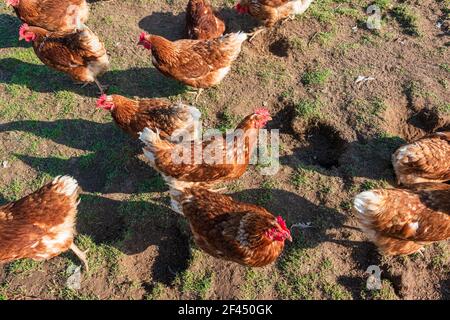 An der Nord- und Ostseeküste sind Fälle von Geflügelpest bei Wildtize and Utzing recusing Stockfoto