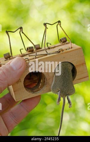 Maus in einer Falle. Stockfoto