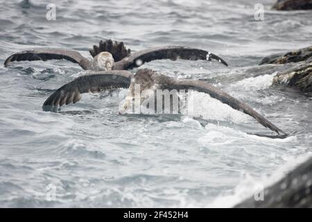 Northern Giant Petrel - Verfolgung Rivalität Macronectes halli Royal Bay South Georgien BI007280 Stockfoto