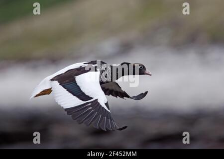 Seetang Gans - Weibchen im Flug Chloephaga Hybrida Karkasse Insel Falkland-Inseln BI007366 Stockfoto