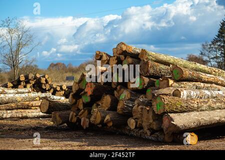 Ein Lager von Baumstämmen im Wald, bereit, zum Sägewerk geschickt werden. Hergestellt an einem klaren, sonnigen Tag. Stockfoto