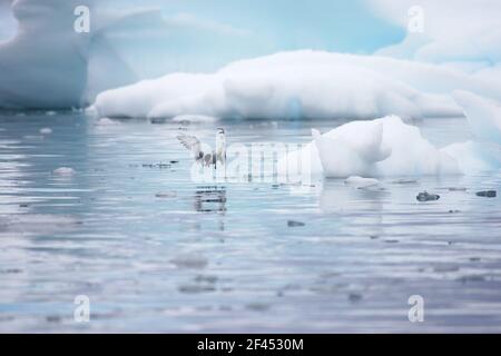 Antarctic Tern - Angeln im EisstockSterna vittata La Maire Channel Antarctic Penninsular BI007520 Stockfoto
