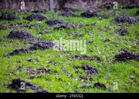 Park Rasen durch die Maulwurf Pest beschädigt. Am späten Nachmittag an einem sonnigen Tag gemacht. Stockfoto