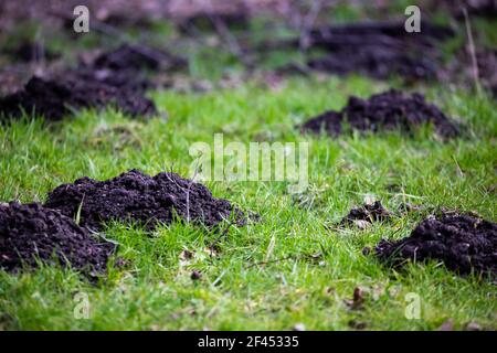 Park Rasen durch die Maulwurf Pest beschädigt. Am späten Nachmittag an einem sonnigen Tag gemacht. Stockfoto