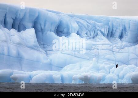 Kinnriemen Pinguin Eisberg Pygoscelis Antarctica Weddellmeer Antarktis BI007581 Stockfoto