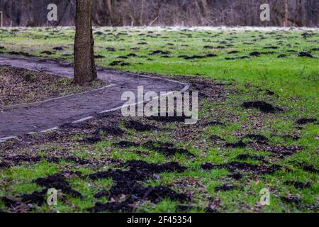 Park Rasen durch die Maulwurf Pest beschädigt. Am späten Nachmittag an einem sonnigen Tag gemacht. Stockfoto