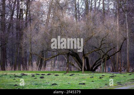 Park Rasen durch die Maulwurf Pest beschädigt. Am späten Nachmittag an einem sonnigen Tag gemacht. Stockfoto