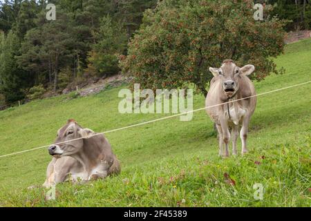 Zwei braune Almkühe auf einer grünen Alm in den Dolomiten Bereich Stockfoto