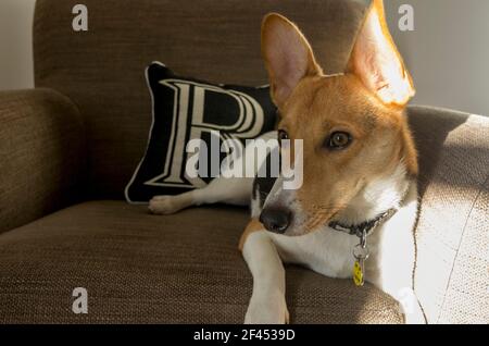 Ein kleiner Hund - ein Jack Russell / Corgi Kreuz (A Cojack) - Lounges in einem Sessel (UK) Stockfoto