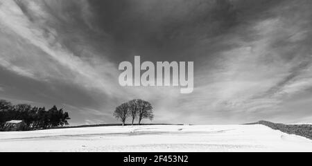 Ein schneebedecktes Feld, ein kleiner Baumbestand und ein verderbtes Cottage in Weardale, The North Pennines, County Durham, UK (B&W) Stockfoto