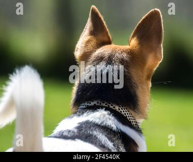 Der Hinterkopf eines kleinen Hundes - A Jack Russell / Corgi Cross (A Cojack) (GB) Stockfoto