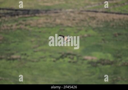 Männlicher Turmfalken (Falco tinnunculus), der im Juni vor dem Hintergrund grüner Felder schwebt (Weardale, The North Pennines, County Durham, UK) Stockfoto