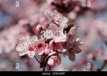 Myrobalan Pflaume. Blumen von Prunus pissardii Stockfoto