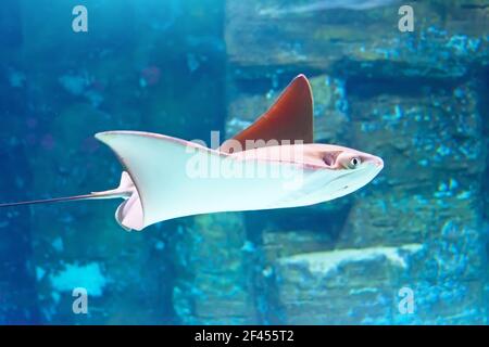 Stingray schwimmt das blaue Meer in der Nähe der Unterwasserfelsen Stockfoto