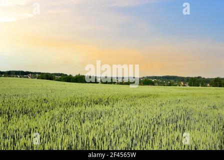 Blick auf Feld mit jungen grünen Weizen Ernte auf Sonnenuntergang Hintergrund. Farm Konzept, Herstellung von Mehl, Brot und Backwaren. Landwirtschaftliche Landschaft a Stockfoto
